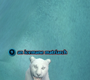 An icemane matriarch