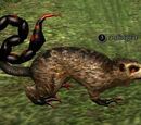 Stingrat