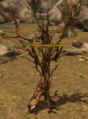 A bark-stripped treant