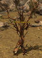 A bark-stripped treant.png