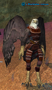 A Blacktalon veteran