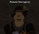 Pestario Norvegicus
