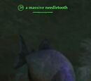 A massive needletooth