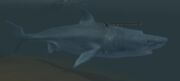 A great white ravager