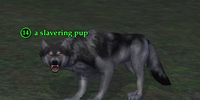A slavering pup