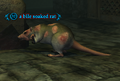 A bile soaked rat.png