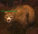 A Green Hood grizzly