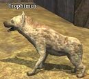 Trophimus