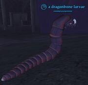 A dragonbone larvae