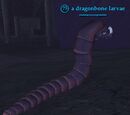 A dragonbone larvae