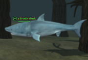 A fleetfin shark