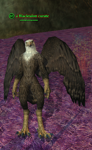 A Blacktalon curate