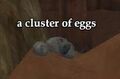 A cluster of eggs.JPG