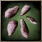 Icon seeds 03 (Uncommon).png