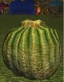 A succulent seedpod.jpg