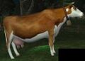 Race bovine.jpg