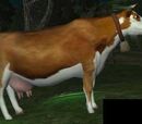 Infected cow