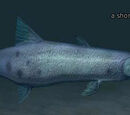 A shoreline barracuda