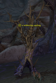 A withering sapling