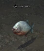 A Nek feeder