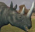 Race rhinoceros.jpg