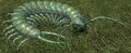 Race centipede.jpg