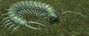 Race centipede