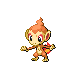 Chimchar DP