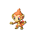 Chimchar DP