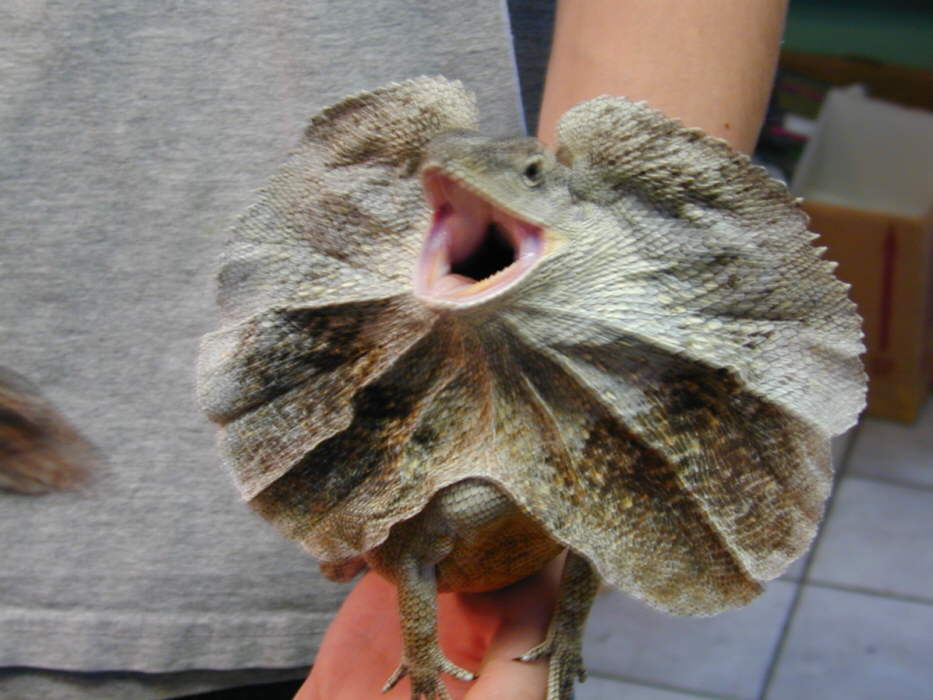 Reptiles | Exotic Pets Wiki | Fandom powered by Wikia