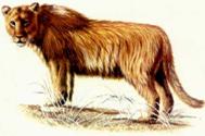 Leaoestepe