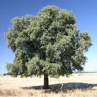 Quercus.jpg