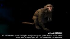AssamMacaque page