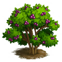 Beautyberry Tree | FarmVille 2 Wiki | Fandom powered by Wikia