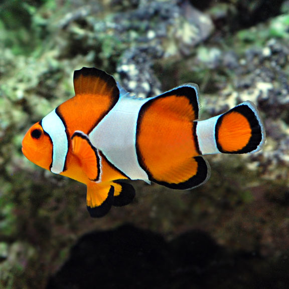 snap percula clown fish