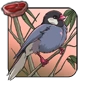 Java_Sparrow.png