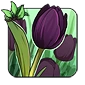 Black_Tulip.png