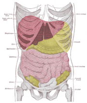 liver tests function wikia