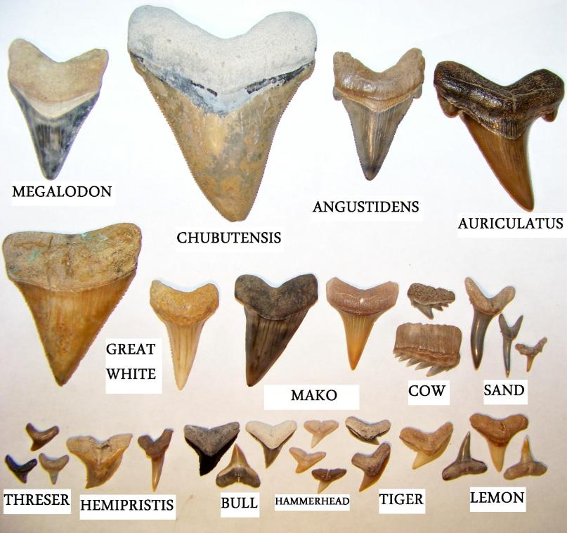 Shark teeth | Fossil Wiki | Fandom powered by Wikia
