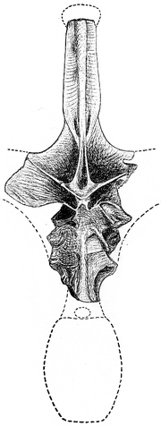 Amphineural1