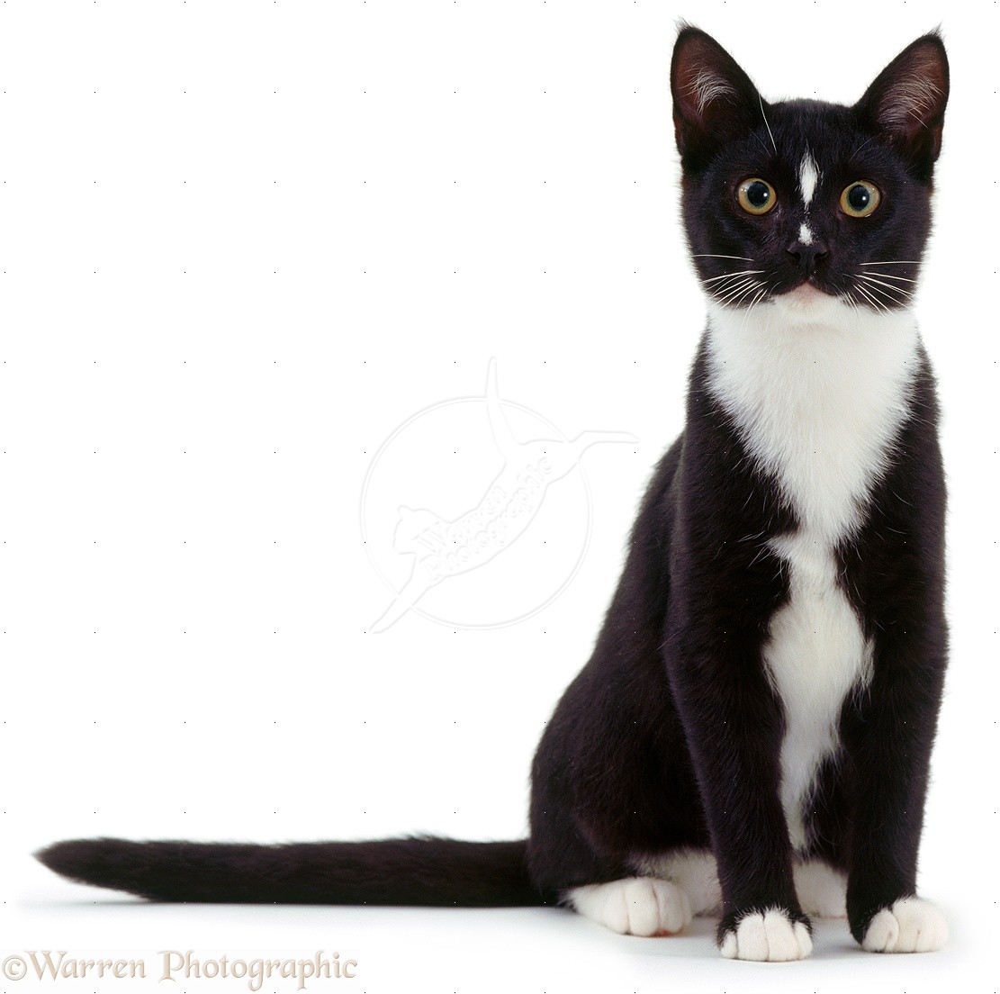 black and white cat doll