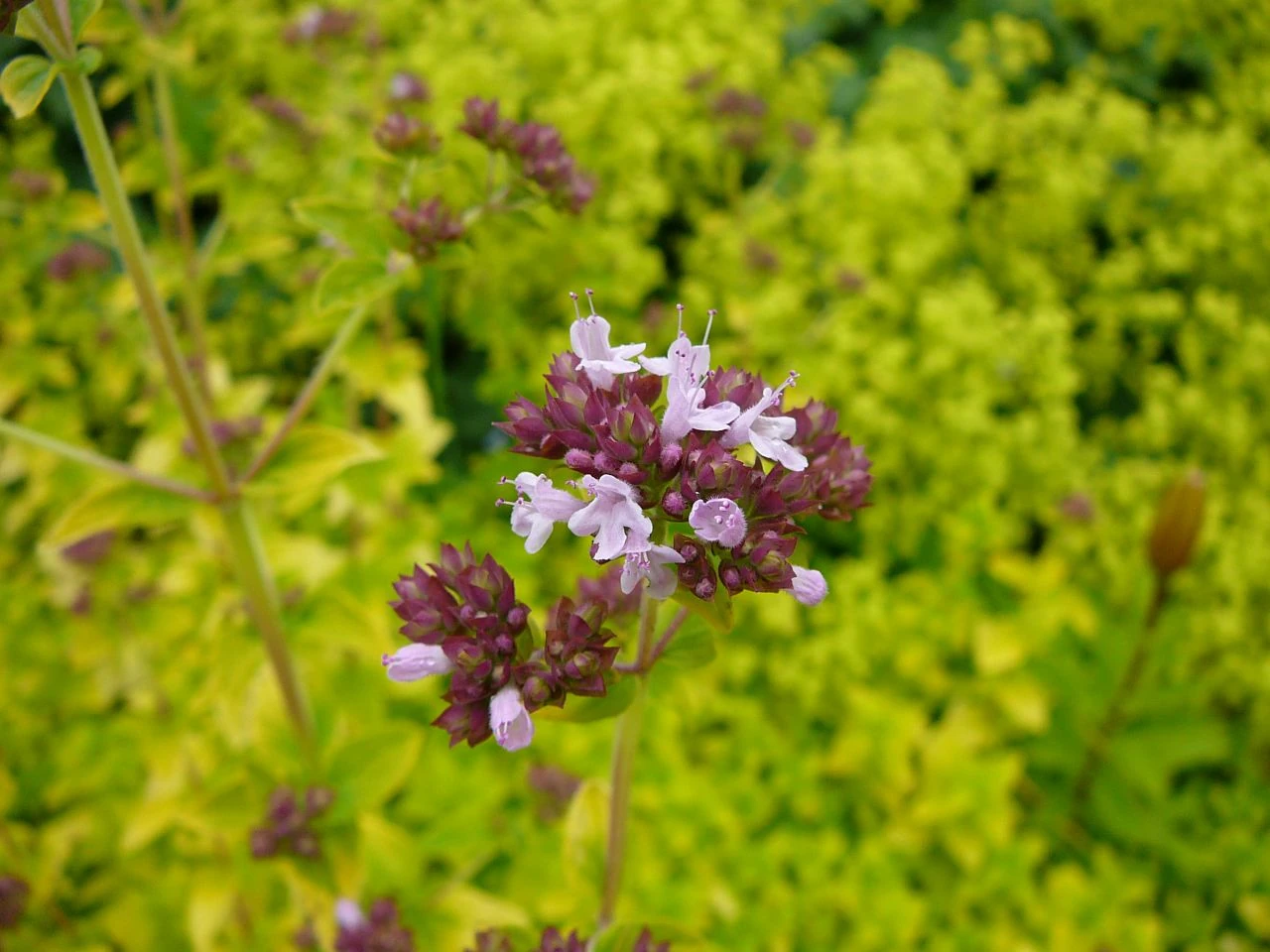 Golden oregano WikiGardener FANDOM powered by Wikia