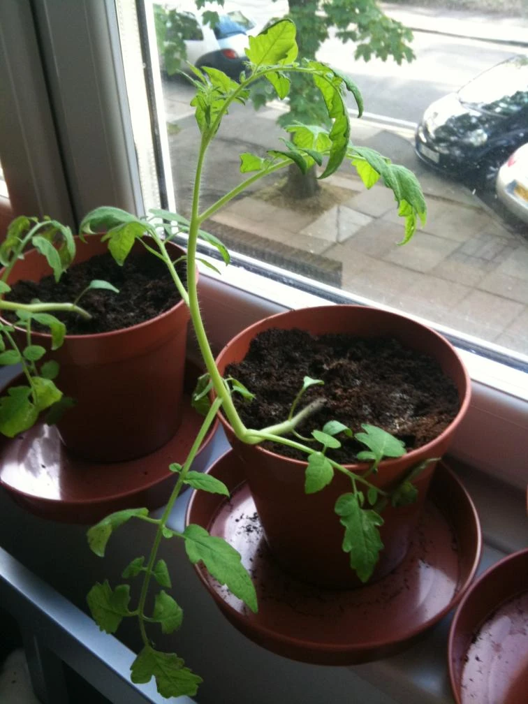 Leggy plants WikiGardener Fandom powered by Wikia