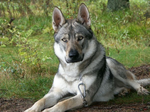 Image   German Shepherd Wolf Mix.   Unofficial GarouMUSH Wiki 