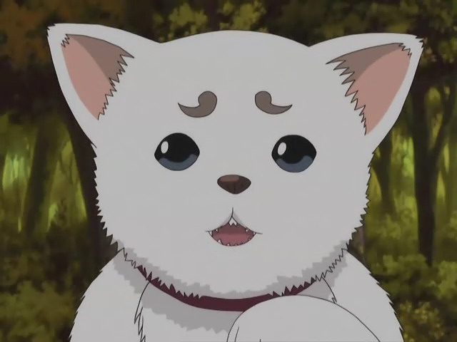 Favori Anime Hayvan Karakterleriniz-http://vignette3.wikia.nocookie.net/gintama/images/2/2d/Sadaharu-std01.jpeg/revision/latest?cb=20090323170315