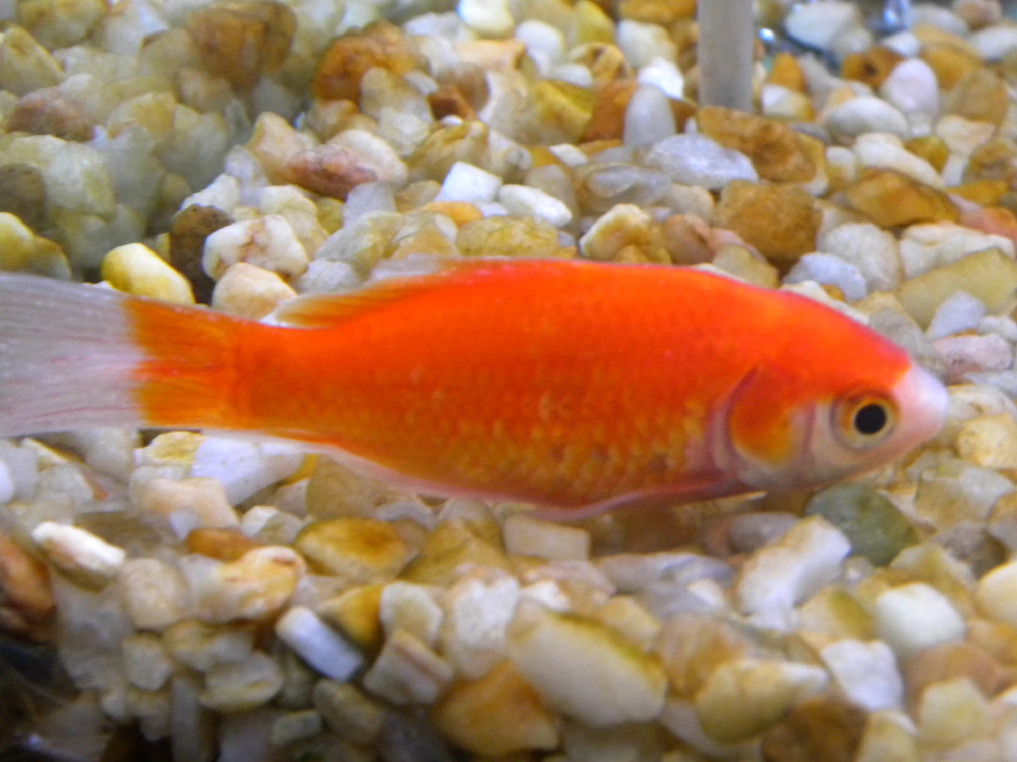 Common goldfish Goldfish Wiki FANDOM powered by Wikia