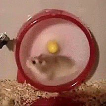 Image result for hamster gif