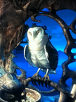 Shardbarnowl