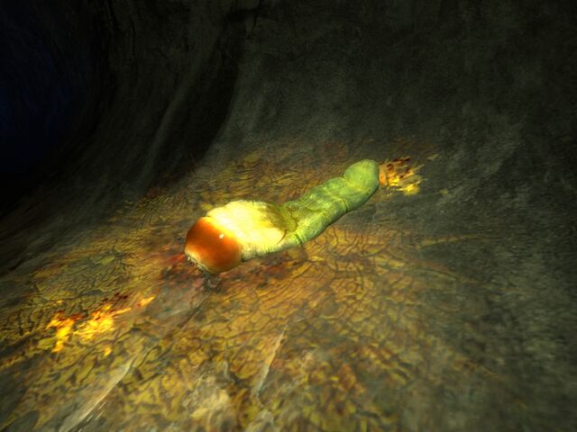 File:Squashed grub.jpg