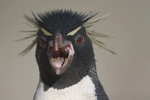 Evil-penguin.jpg